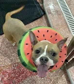 Prada -  American Bulldog Dog for Adoption in Stratham, New Hampshire - Prada | PetCurious