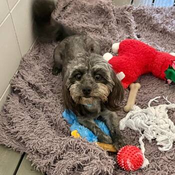 Mixed Breed Dogs Available for Adoption in Westhampton, New York - Zoey | PetCurious