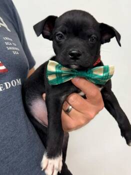 Boston Terrier Dogs Available for Adoption in Glocester, Rhode Island - Kevin | PetCurious