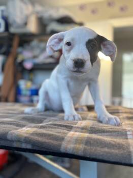 Pit Bull Terrier Dogs Available for Adoption - Frost | PetCurious