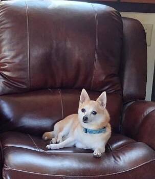 Chihuahua Dogs Available for Adoption in Winchester, Connecticut - Baby | PetCurious