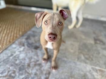 Max Sterling Playful and Sweet -  Weimaraner and Pit Bull Terrier Dog for Adoption in Friendswood, Texas - Max Sterling Playful And Sweet | PetCurious