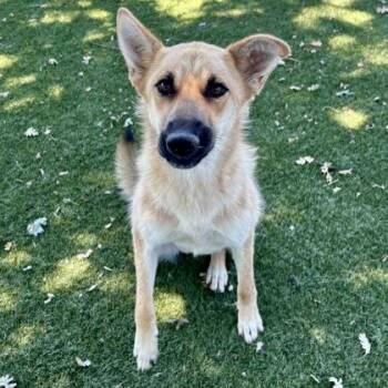 Melanie -  Shepherd Dog for Adoption in Red Bluff, California - Melanie | PetCurious