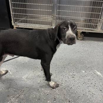 Thunder -  Mixed Breed Dog for Adoption in Saint Joseph, Missouri - Thunder | PetCurious