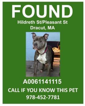 Cousin Larry -  Fox Terrier and Mixed Breed Dog for Adoption in Lowell, Massachusetts - Cousin Larry | PetCurious