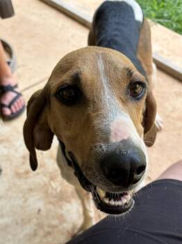 Reba -  Coonhound and Hound Dog for Adoption in Louisa, Virginia - Reba | PetCurious