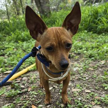 Chihuahua Dogs Available for Adoption in West Islip, New York - Chloe | PetCurious