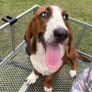 Buck (Benefactor Dog) -  Basset Hound Dog for Adoption in New Orleans, Louisiana - Buck (Benefactor Dog) | PetCurious