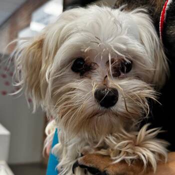 Mixed Breed Dogs Available for Adoption - Wooly | PetCurious