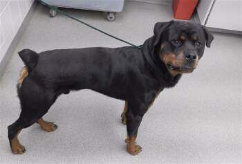 Rescue Rottweiler and Mixed Breed Dogs for Adoption in Omaha, Nebraska - CUB | PetCurious