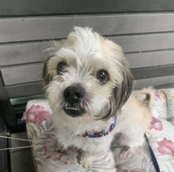 GIZMO -  Shih Tzu and Maltese Dog for Adoption in Eden Prairie, Minnesota - GIZMO | PetCurious