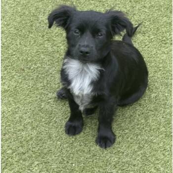 Poodle and Terrier Dogs Available for Adoption in Houston, Texas - TOOTIE | PetCurious