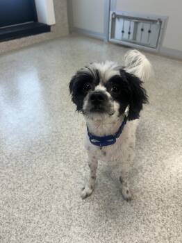 Spyro -  Shih Tzu and Poodle Dog for Adoption in Lancaster, Pennsylvania - Spyro | PetCurious