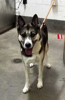 SURREY -  Siberian Husky and Mixed Breed Dog for Adoption - SURREY | PetCurious