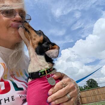 Frieda Lynn -  Dachshund Dog for Adoption in Houston, Texas - Frieda Lynn | PetCurious