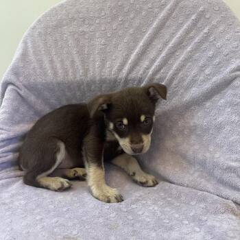 Terrier Dogs Available for Adoption in Las Vegas, Nevada - Razzle 53686 | PetCurious