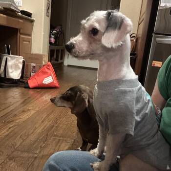 Miniature Poodle Dogs Available for Adoption in Austin, Texas - Cleo | PetCurious