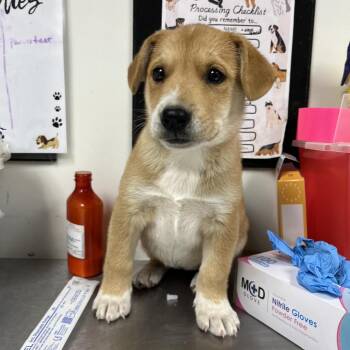 Missy -  Shepherd and Mixed Breed Dog Available for Adoption in Birmingham, Alabama - Missy | PetCurious