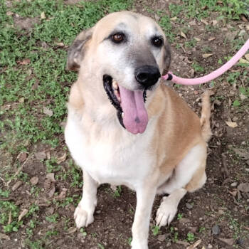 Rescue Anatolian Shepherd Dogs for Adoption in Corsicana, Texas - Grandma Agnes D46355 | PetCurious