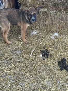 German Shepherd Dog and Australian Cattle Dog Blue Heeler Dogs Available for Adoption - Jordy | PetCurious