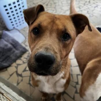 Koa -  Mixed Breed Dog for Adoption in Columbia, South Carolina - Koa | PetCurious