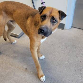 110601 -  Mixed Breed Dog for Adoption in Las Cruces, New Mexico - 110601 | PetCurious