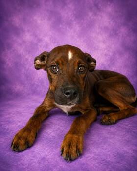 WYNNIE -  Mixed Breed Dog for Adoption in Jacksonville, Florida - WYNNIE | PetCurious