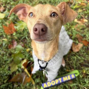 Aldo -  Chihuahua Dog for Adoption - Aldo | PetCurious