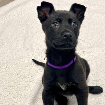 Labrador Retriever Dogs Available for Adoption in South Elgin, Illinois - Antelope | PetCurious