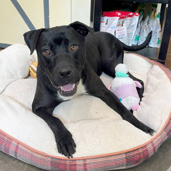 Rescue Pit Bull Terrier Dogs for Adoption in Versailles, Kentucky - Virgil | PetCurious