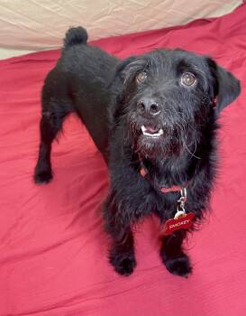 Smokey -  Miniature Schnauzer Dog for Adoption in Lacon, Illinois - Smokey | PetCurious
