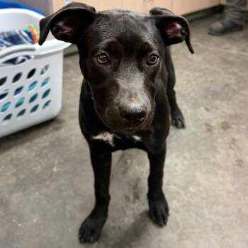 Black Labrador Retriever Dogs Available for Adoption in Evensville, Tennessee - Leah | PetCurious