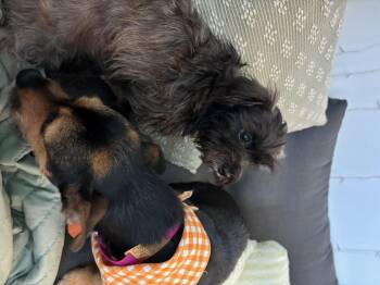 Gertrude -  Morkie Dog for Adoption in Garland, Texas - Gertrude | PetCurious
