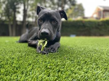 Rescue Great Dane and Pit Bull Terrier Dogs for Adoption in Roseville, California - Jet | PetCurious