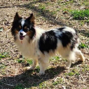 Australian Shepherd Dogs Available for Adoption in Ada, Minnesota - Darla | PetCurious