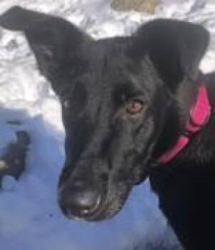 Rescue Labrador Retriever and Shepherd Dogs for Adoption in Avon, Indiana - Nala | PetCurious