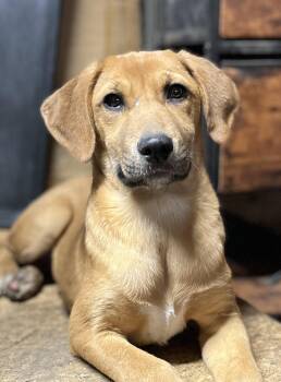 Rescue Hound Dogs for Adoption in Portland, Maine - Jackie | PetCurious