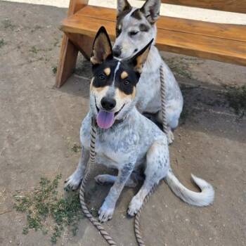 MELANIE -  Australian Cattle Dog Blue Heeler Dog for Adoption in Long Beach, California - MELANIE | PetCurious
