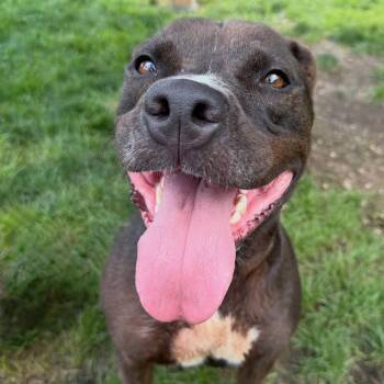 Nova Tag 1055 -  Pit Bull Terrier Dog for Adoption in Central Islip, New York - Nova Tag 1055 | PetCurious