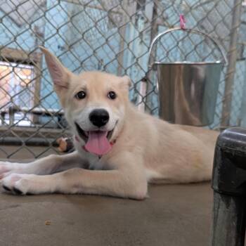 Ronnie -  Shepherd and Mixed Breed Dog for Adoption in Tulsa, Oklahoma - Ronnie | PetCurious