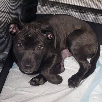 Raven $475 -  Mixed Breed Dog for Adoption in Milwaukee, Wisconsin - Raven $475 | PetCurious
