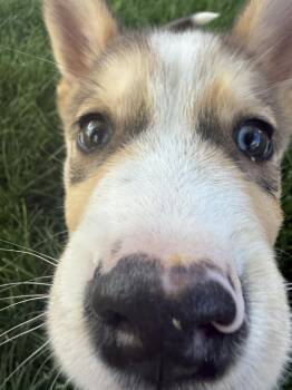 Timber -  Husky and Mixed Breed Dog for Adoption in Denver, Colorado - Timber | PetCurious