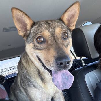 Rescue Chow Chow and Mixed Breed Dogs for Adoption in Midland, Texas - FWT Popcorn | PetCurious