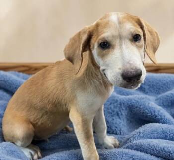Jim Bob Green -  Labrador Retriever and Golden Retriever Dog for Adoption in Watertown, Connecticut - Jim Bob Green | PetCurious