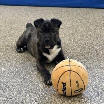 Chow Chow and Shar Pei Dogs Available for Adoption - Smooshie | PetCurious