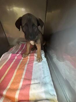 German Shepherd Dog and Mixed Breed Dogs Available for Adoption in Santa Cruz, California - ATLAS* | PetCurious