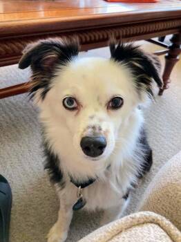 Panda -  Australian Shepherd Dog for Adoption in Austin, Texas - Panda | PetCurious