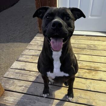 Oswald -  Pit Bull Terrier Dog for Adoption in Incline Village, Nevada - Oswald | PetCurious