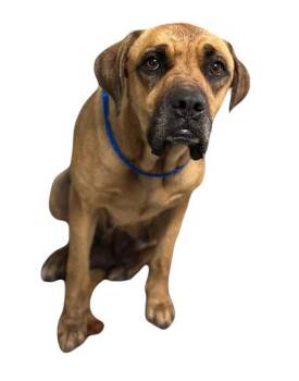 Rescue Boxer Dogs for Adoption in Red Bluff, California - Malibu | PetCurious