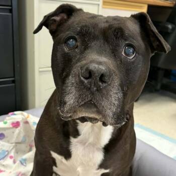 Pit Bull Terrier and Terrier Dogs Available for Adoption - Silas! Silly Senior! | PetCurious